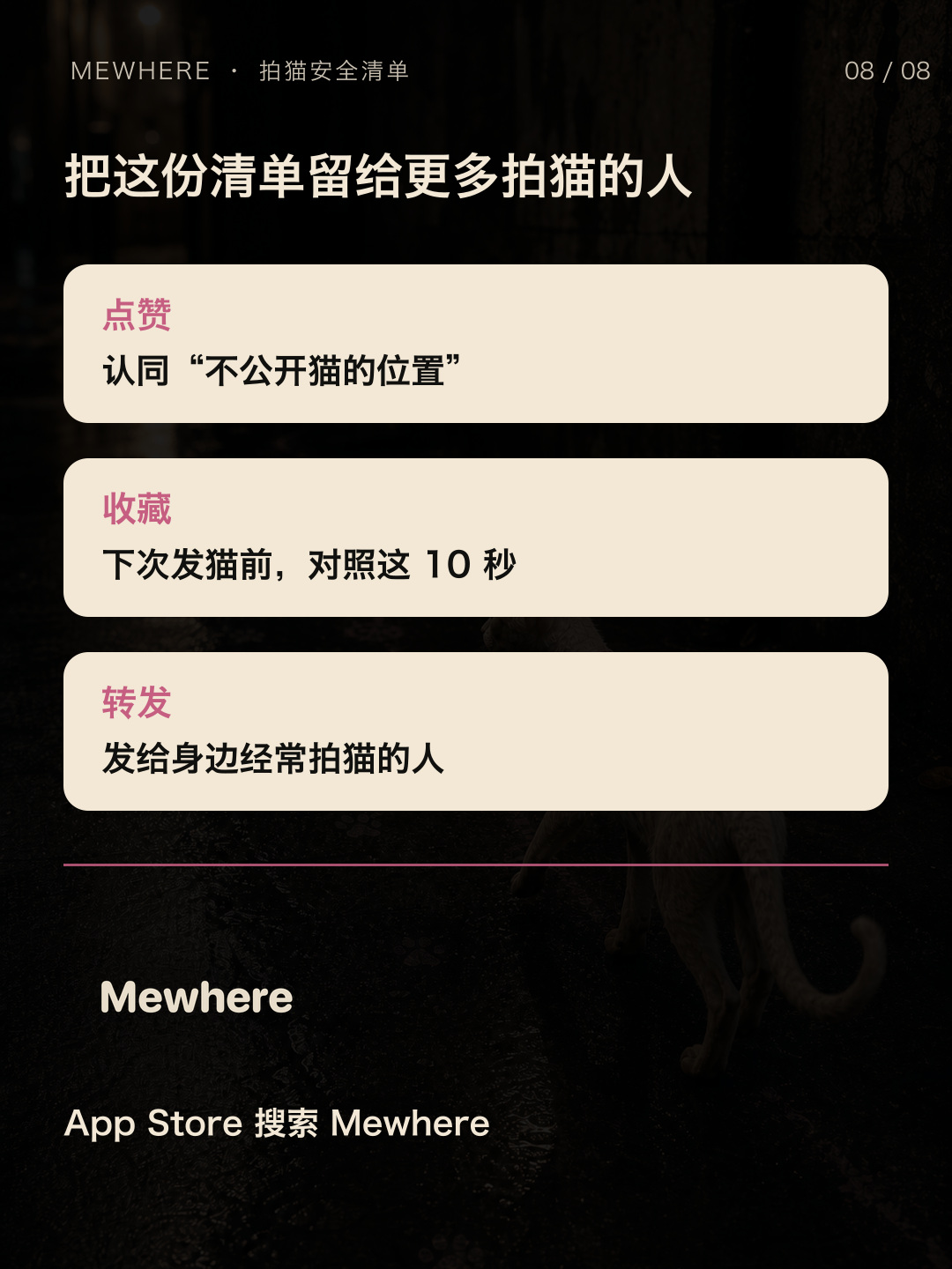 转给经常拍流浪猫的人