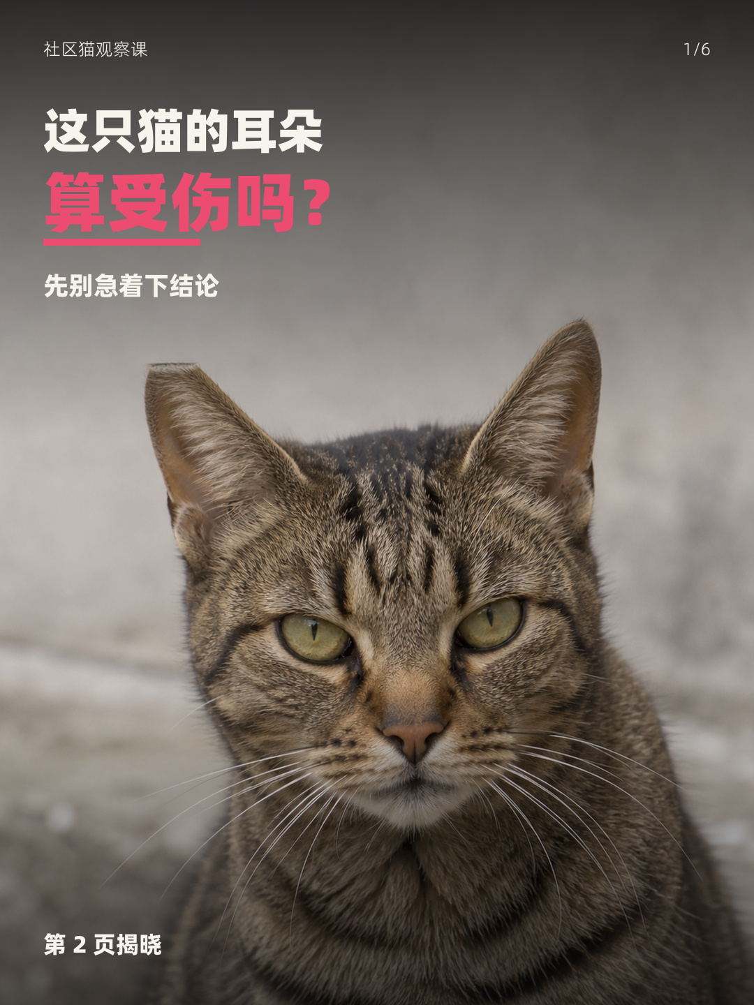 这只猫的耳朵算受伤吗