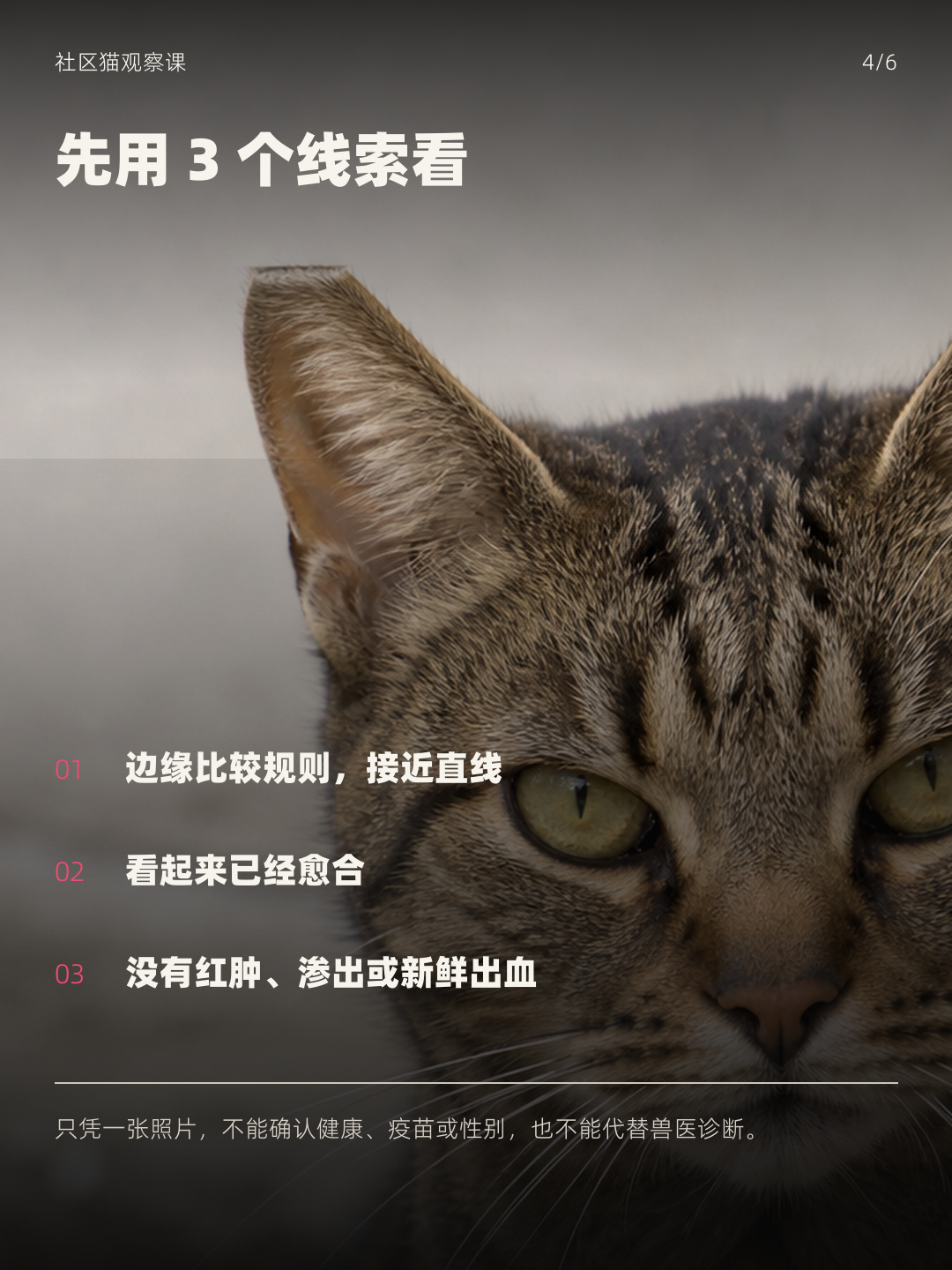 观察流浪猫耳尖的三个线索