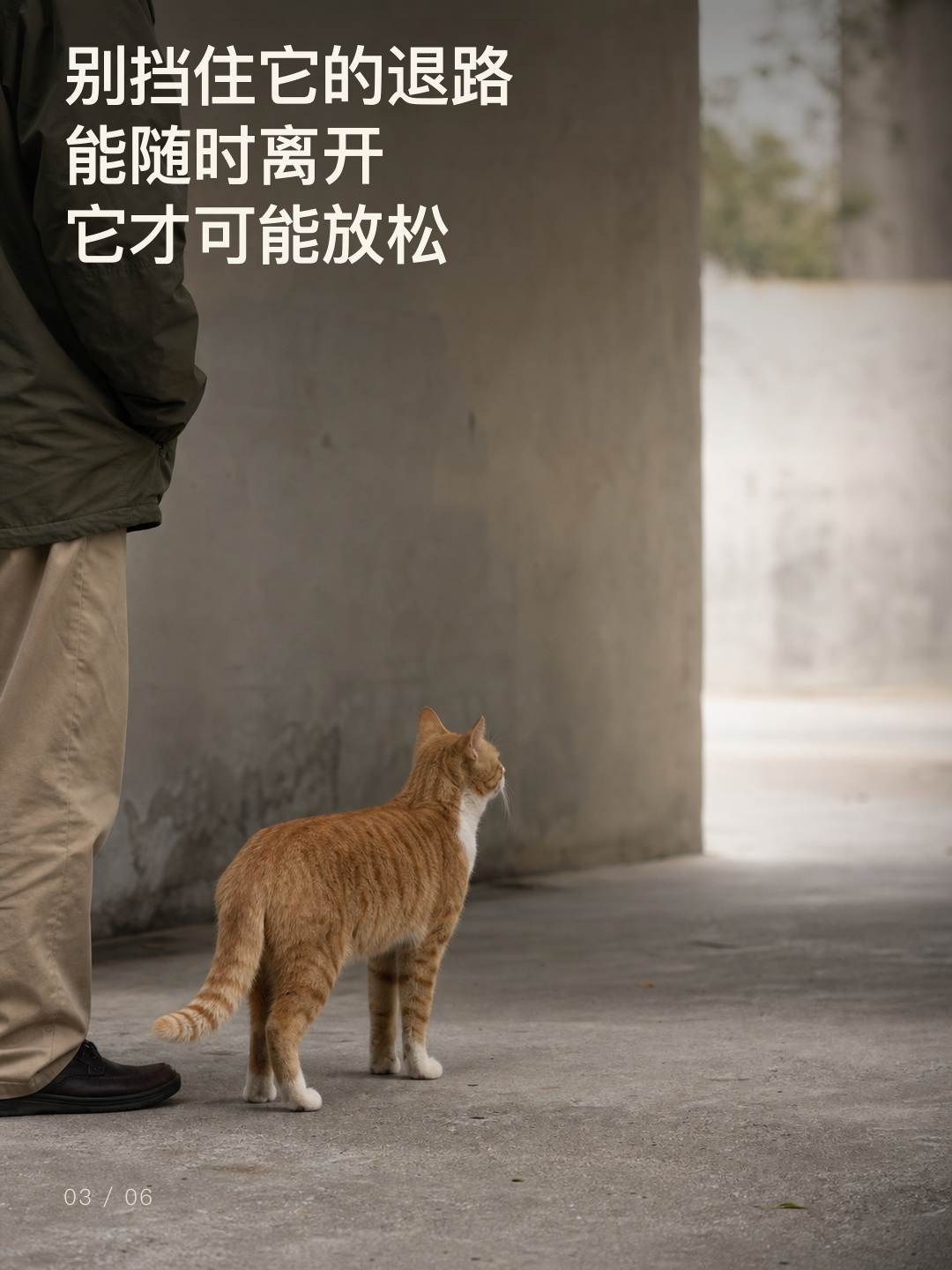 别挡住流浪猫的退路